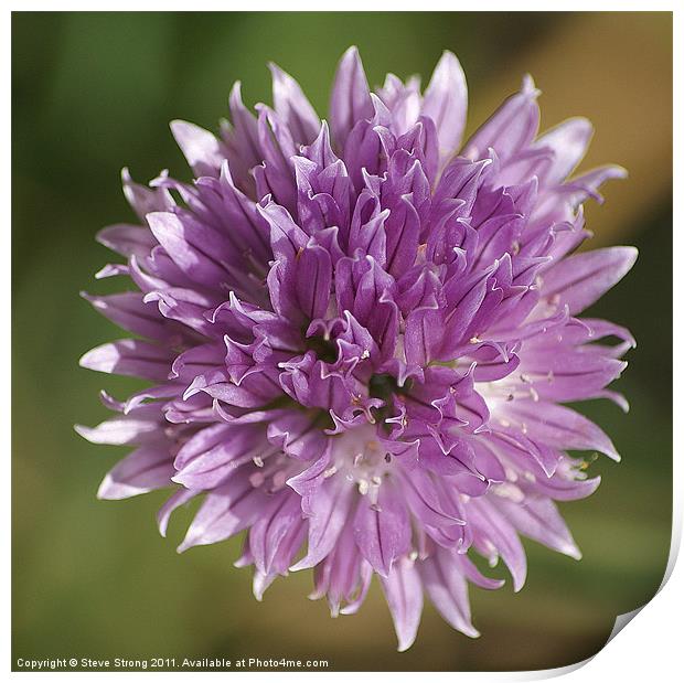 Chive Flower Print by Steve Strong