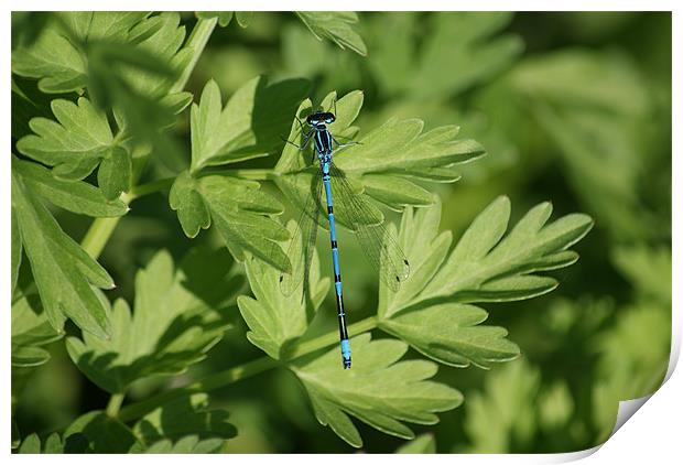 Common Blue Damselfly Print by Steve Strong