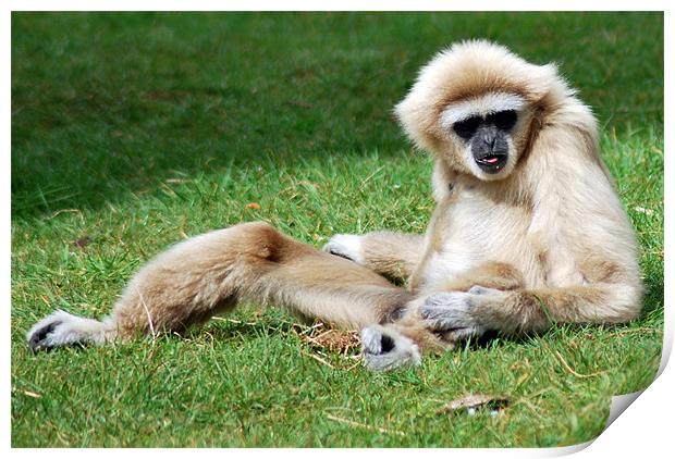 Gibbon basking in the sun Print by joanna williams