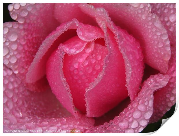 Enchanting DrizzleDrenched Rose Print by Nicola Clark