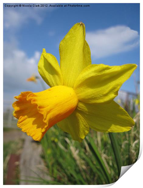 Daffodil Print by Nicola Clark