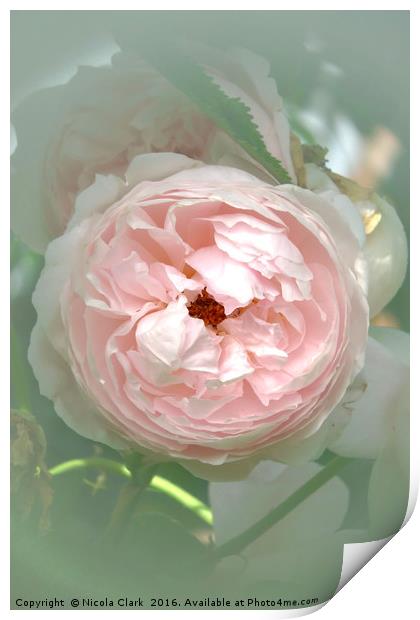 Pastel Rose Print by Nicola Clark