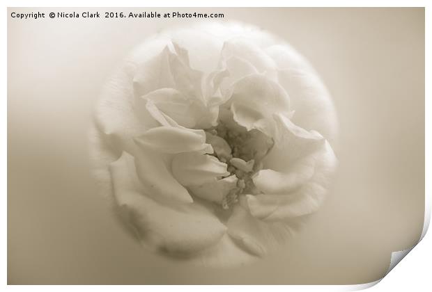 Soft Focus Rose Print by Nicola Clark