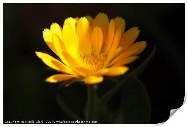 Calendula Print by Nicola Clark