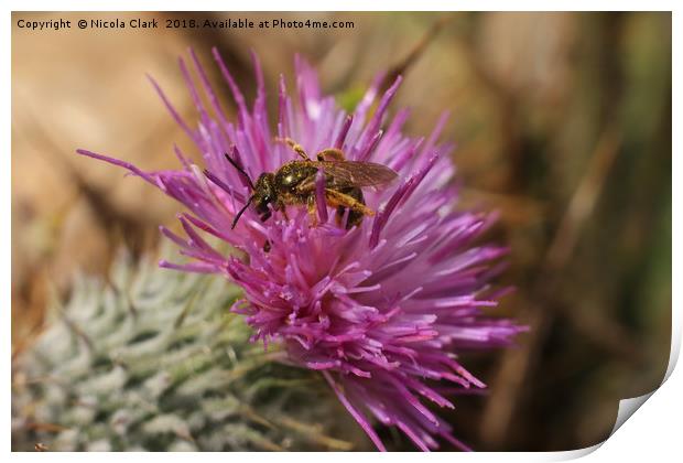 Bee On A Thistle Print by Nicola Clark
