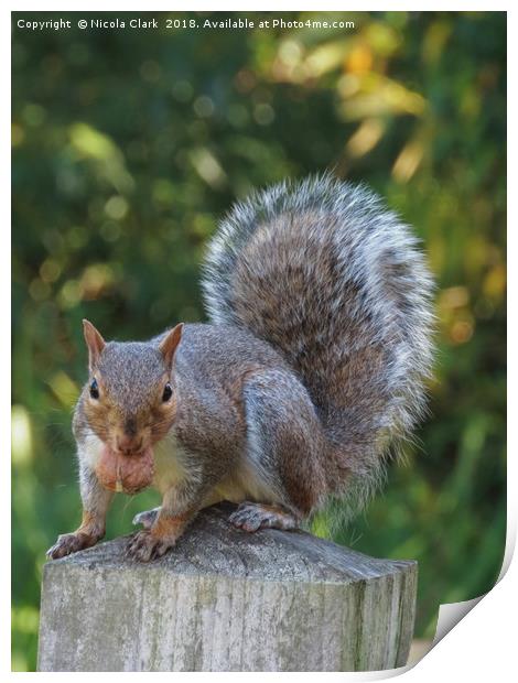 Portrait of a Grey Squirrel Print by Nicola Clark