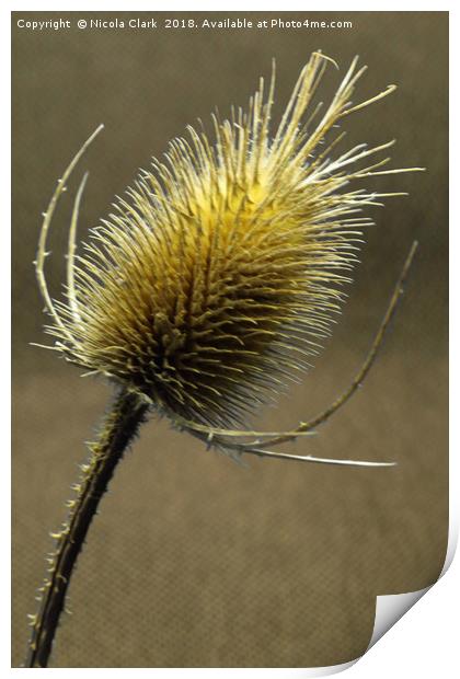 Teasel Print by Nicola Clark