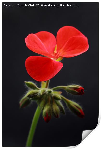 Red Pelargonium Print by Nicola Clark