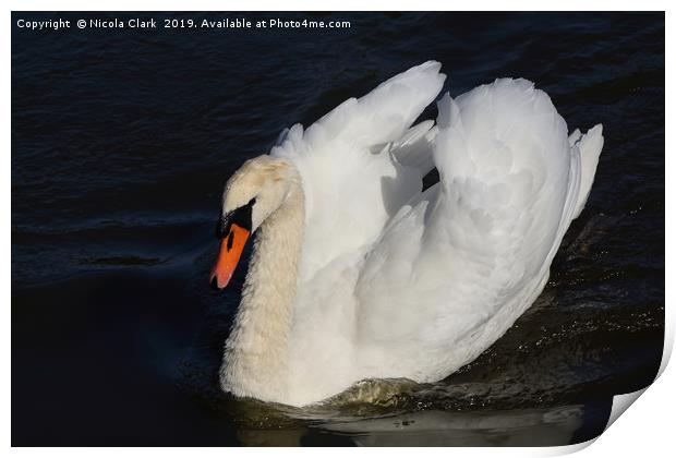 White Swan Print by Nicola Clark