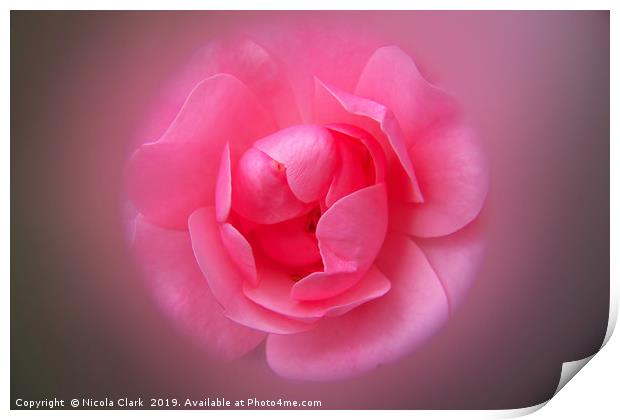 Pink Rose Print by Nicola Clark
