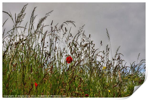 Majestic Poppies in the Wild Print by Nicola Clark