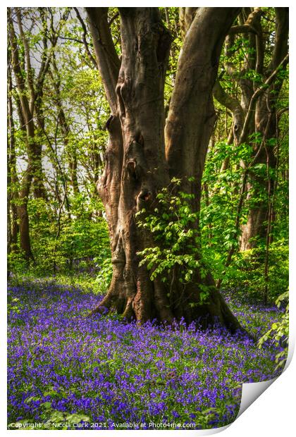 Enchanted Bluebell Haven Print by Nicola Clark