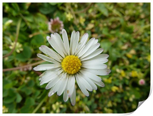 Daisy Print by William Coulthard