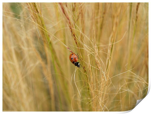 Ladybird in the grass Print by William Coulthard