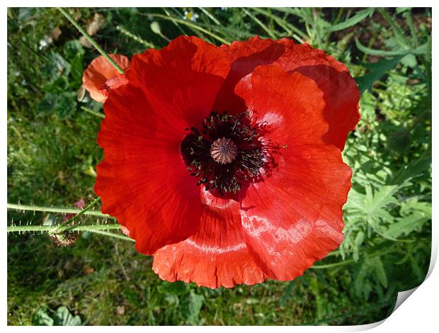 Poppy Print by William Coulthard