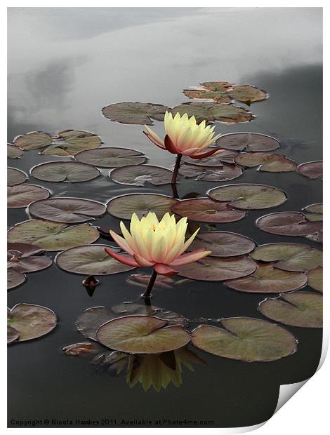 Yellow Water Lily Print by Nicola Hawkes