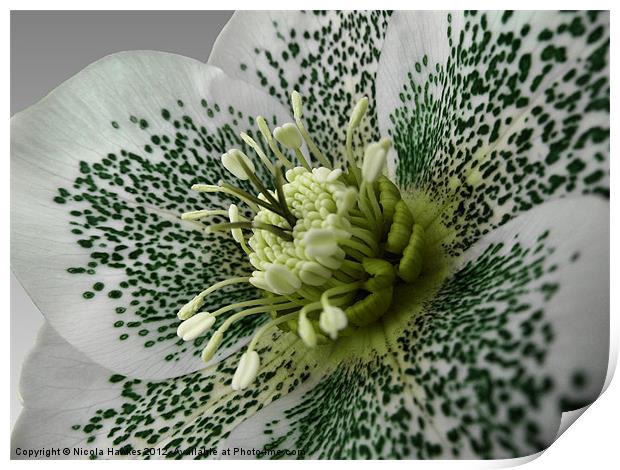 Helleborus Orientalis Print by Nicola Hawkes