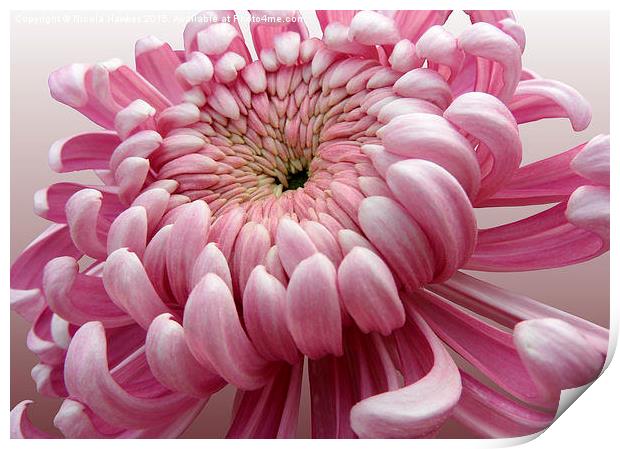 Pink Chrysanthemum  Print by Nicola Hawkes