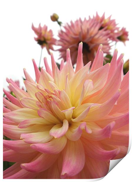 Pink and Yellow Dahlia Print by Nicola Hawkes