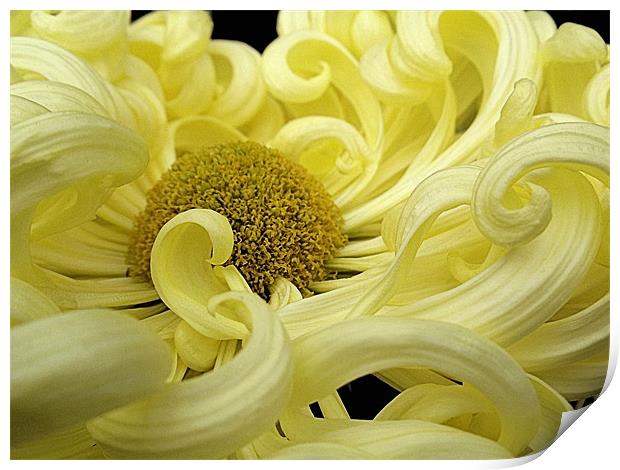 Curly Yellow Chrysanthemum Print by Nicola Hawkes