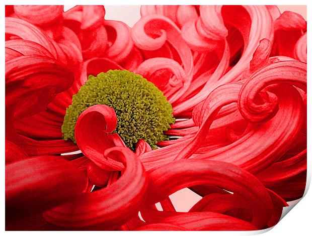 Curly Chrysanthemum In Red Print by Nicola Hawkes