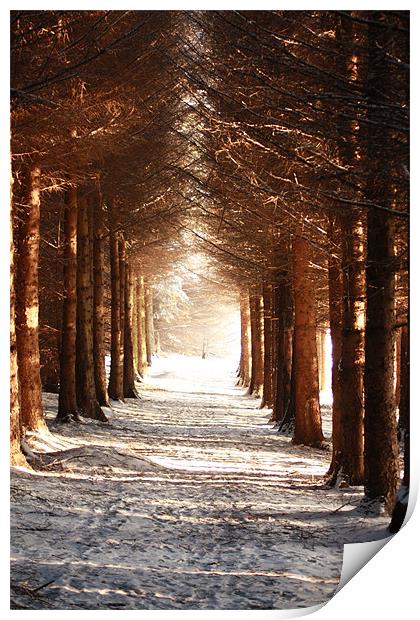 A winters Walk Print by Ian Coyle