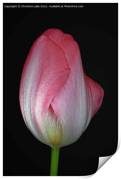 Tulip With Pink Print by Christine Lake
