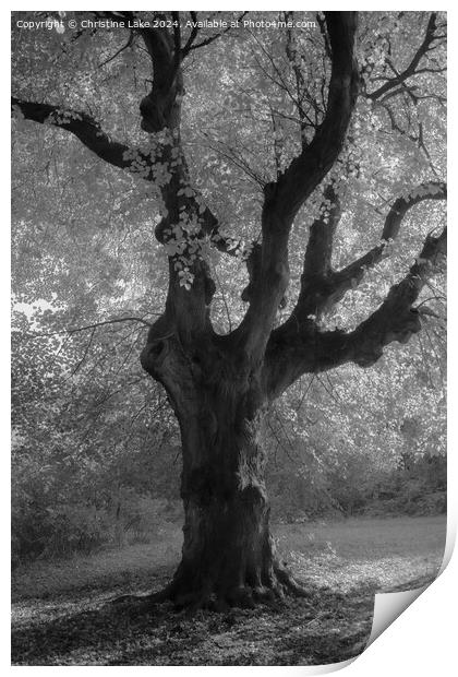 Under A Canopy Of Leaves Print by Christine Lake