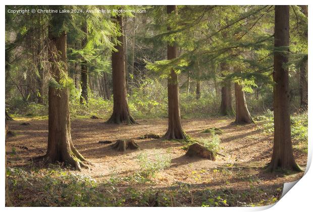 Forest Sunlight Print by Christine Lake
