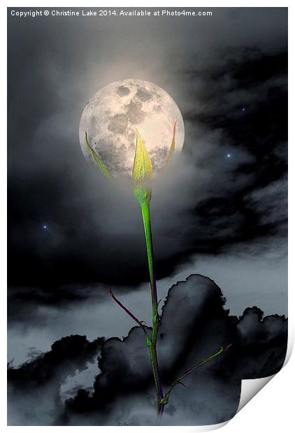 Moon Flower Print by Christine Lake