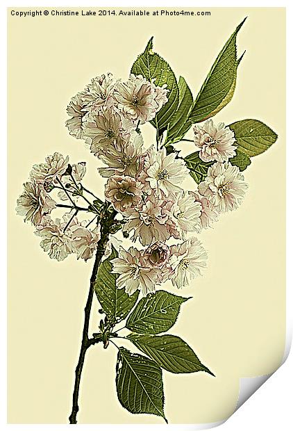 May Blossom Print by Christine Lake