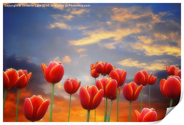 Tulip Sunset Print by Christine Lake
