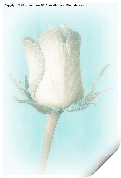  Ice Cold Rose Print by Christine Lake