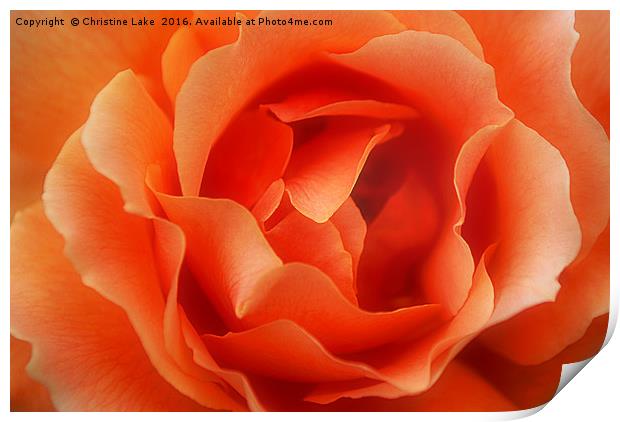 Rose Petals Print by Christine Lake