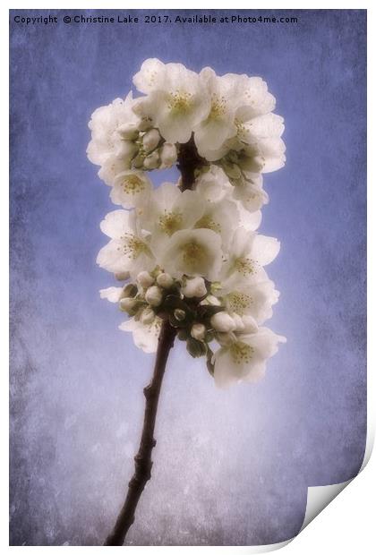 Spring Blossom 2 Print by Christine Lake