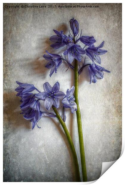 Bluebell Delight Print by Christine Lake