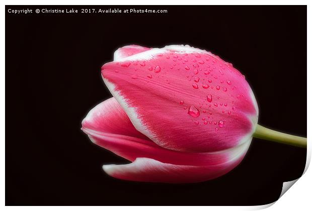 Raindrops On Tulip Print by Christine Lake
