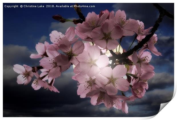 Blossom In Moonlight Print by Christine Lake
