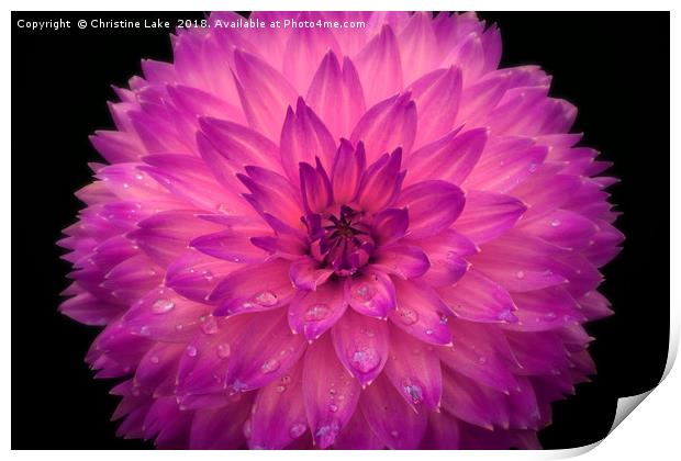 Frilly In Pink Print by Christine Lake