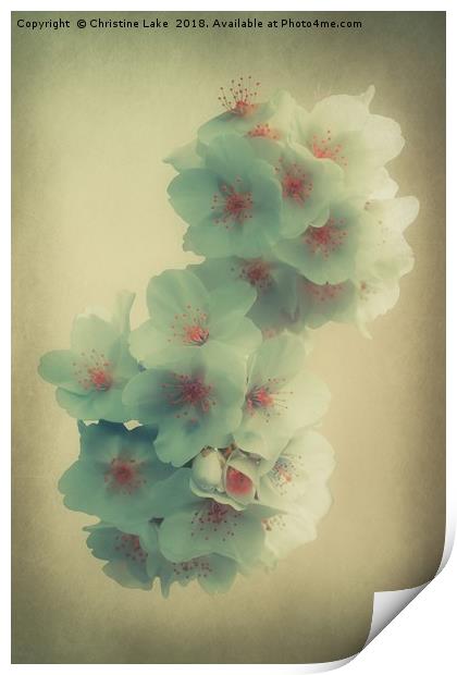 Shades Of Blossom Print by Christine Lake