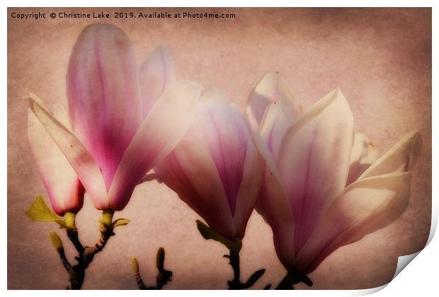 Spring Magnolia Print by Christine Lake