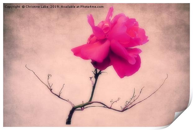 Simply Rose Print by Christine Lake