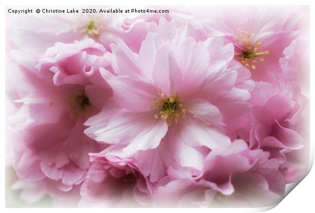 Spring In The Pink Print by Christine Lake