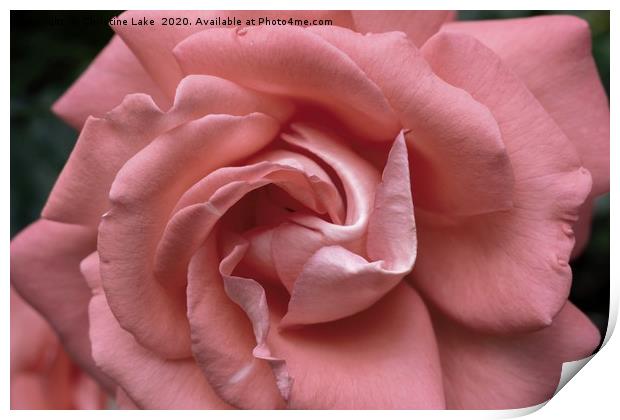 Silken Pink Print by Christine Lake
