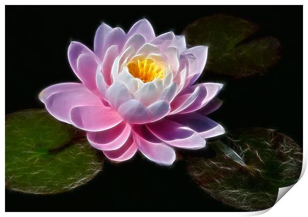 Waterlilly Print by David Lewins (LRPS)