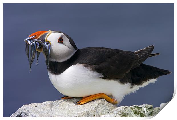 Puffin with Sandeels Print by David Lewins (LRPS)