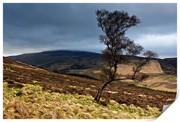 Tree and Cheviot - Northumberland Print by David Lewins (LRPS)