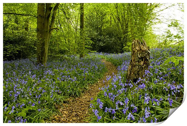 Spring bluebells in Staffhurst Woods Print by Julie Skone