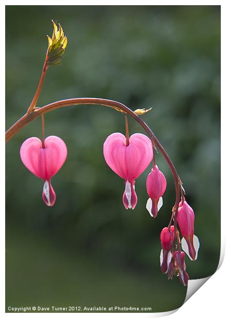 Bleeding Heart, Dicentra Spectabilis Print by Dave Turner