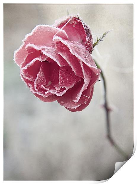 Frosted Red Rose Print by Dave Turner